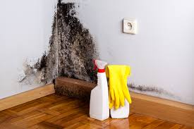 Why You Should Choose Our Mold Remediation Services in Dale, PA